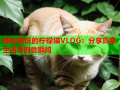 轻松愉悦的柠檬猫VLOG：分享真实生活与创意瞬间